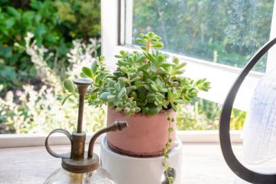 【ガーデニング】かわいい多肉植物たちを冬の間に枯らさないコツは？（サムネイル画像10）