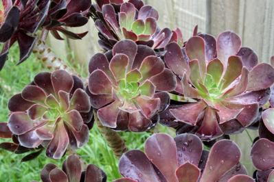 【ガーデニング】かわいい多肉植物たちを冬の間に枯らさないコツは？（サムネイル画像4）