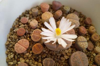 【ガーデニング】かわいい多肉植物たちを冬の間に枯らさないコツは？（サムネイル画像3）