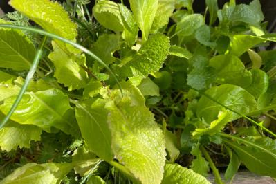 【ガーデニング】冬は葉もの野菜やハーブ類を苗から楽しもう！（サムネイル画像5）