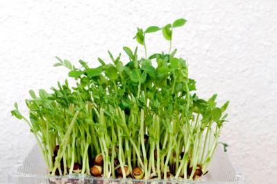 【ガーデニング】冬は葉もの野菜やハーブ類を苗から楽しもう！（サムネイル画像9）