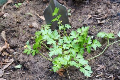 【ガーデニング】冬は葉もの野菜やハーブ類を苗から楽しもう！（サムネイル画像7）