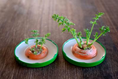 【ガーデニング】冬は葉もの野菜やハーブ類を苗から楽しもう！（サムネイル画像10）