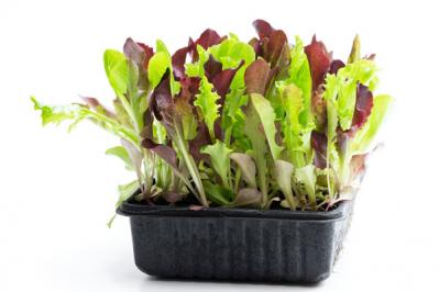 【ガーデニング】冬は葉もの野菜やハーブ類を苗から楽しもう！（サムネイル画像4）