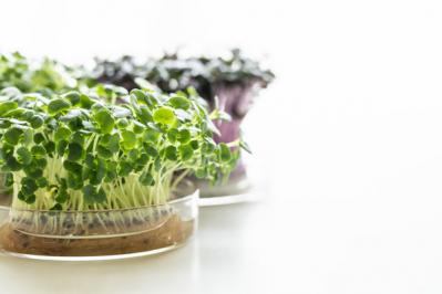 【ガーデニング】冬は葉もの野菜やハーブ類を苗から楽しもう！（サムネイル画像8）