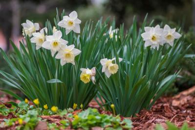 植えっぱなしで長く楽しめる！早春に咲く球根の花［7選］初心者にも育てやすい（サムネイル画像6）