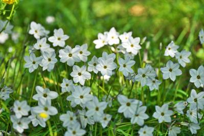 植えっぱなしで長く楽しめる！早春に咲く球根の花［7選］初心者にも育てやすい（サムネイル画像8）