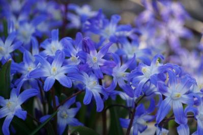 植えっぱなしで長く楽しめる！早春に咲く球根の花［7選］初心者にも育てやすい（サムネイル画像5）