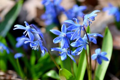 植えっぱなしで長く楽しめる！早春に咲く球根の花［7選］初心者にも育てやすい（サムネイル画像9）