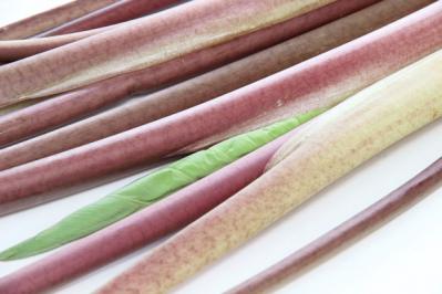 NHK大河ドラマ「どうする家康」の戦国期に食べていたもの。家康が好んだスイーツは？（サムネイル画像3）