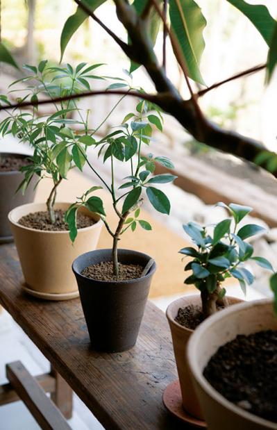 話題のアトリエ「北中植物商店」オーナー夫妻の自宅。暮らしに寄り添う花の飾り方（サムネイル画像4）