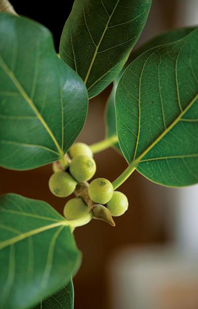 話題のアトリエ「北中植物商店」オーナー夫妻の自宅。暮らしに寄り添う花の飾り方（サムネイル画像16）