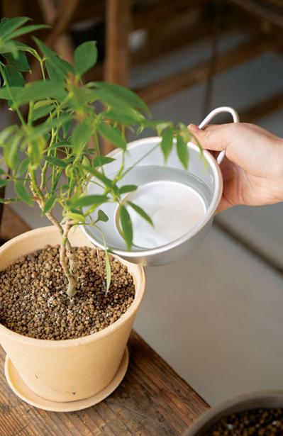 話題のアトリエ「北中植物商店」オーナー夫妻の自宅。暮らしに寄り添う花の飾り方（サムネイル画像14）