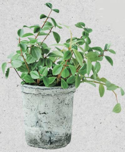 ニトリもイケアも…心地いい暮らしを生む【21の日用品】シンプルライフ研究家 マキさんが公開（サムネイル画像4）