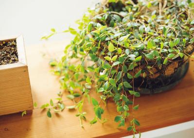 植物と暮らす幸福感ってこんな感じ！　人気インスタグラマーの「光と土を大切にした」インテリア（サムネイル画像18）