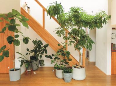 植物と暮らす幸福感ってこんな感じ！　人気インスタグラマーの「光と土を大切にした」インテリア（サムネイル画像3）