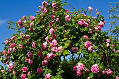 【バラの花】をたくさん咲かせる【ガーデニング】の基本。初心者でも実は丈夫で育てやすい！（サムネイル画像6）