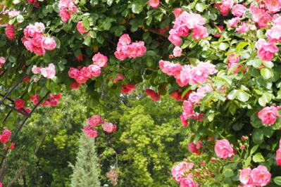 【バラの花】をたくさん咲かせる【ガーデニング】の基本。初心者でも実は丈夫で育てやすい！（サムネイル画像2）