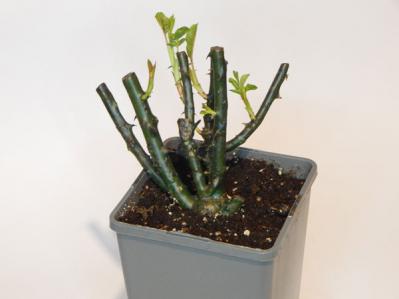 【バラの花】をたくさん咲かせる【ガーデニング】の基本。初心者でも実は丈夫で育てやすい！（サムネイル画像10）