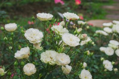 【バラの花】をたくさん咲かせる【ガーデニング】の基本。初心者でも実は丈夫で育てやすい！（サムネイル画像4）