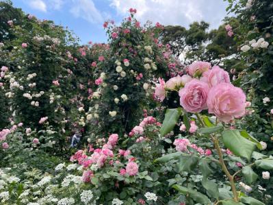 【バラの花】をたくさん咲かせる【ガーデニング】の基本。初心者でも実は丈夫で育てやすい！（サムネイル画像11）