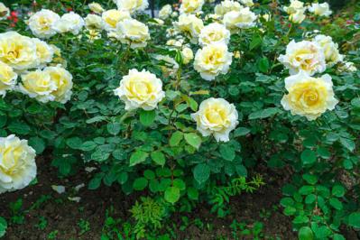 【バラの花】をたくさん咲かせる【ガーデニング】の基本。初心者でも実は丈夫で育てやすい！（サムネイル画像5）