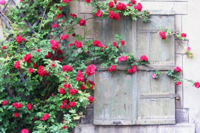 【バラの花】をたくさん咲かせる【ガーデニング】の基本。初心者でも実は丈夫で育てやすい！（サムネイル画像9）