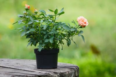 【バラの花】をたくさん咲かせる【ガーデニング】の基本。初心者でも実は丈夫で育てやすい！（サムネイル画像3）