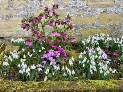 【イギリス流】ガーデナーの冬の楽しみ方。ウィンターガーデンとアフタヌーンティーの魅力（サムネイル画像5）