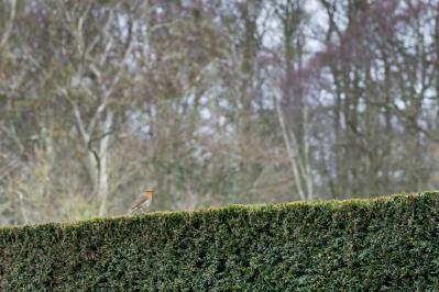 【イギリス流】ガーデナーの冬の楽しみ方。ウィンターガーデンとアフタヌーンティーの魅力（サムネイル画像8）