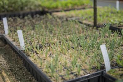 【イギリス流】ガーデナーの冬の楽しみ方。ウィンターガーデンとアフタヌーンティーの魅力（サムネイル画像3）