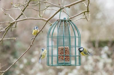 【イギリス流】ガーデナーの冬の楽しみ方。ウィンターガーデンとアフタヌーンティーの魅力（サムネイル画像7）