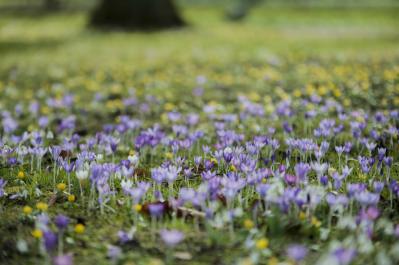 【イギリス流】ガーデナーの冬の楽しみ方。ウィンターガーデンとアフタヌーンティーの魅力（サムネイル画像2）