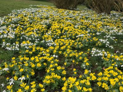 【イギリス流】ガーデナーの冬の楽しみ方。ウィンターガーデンとアフタヌーンティーの魅力（サムネイル画像6）