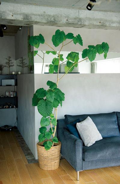 中古マンションをグリーンファーストでフルリノベ。「植物は一代で終わらせない」室内インテリア【mi*さん】（サムネイル画像17）