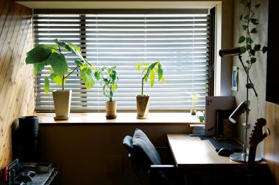 中古マンションをグリーンファーストでフルリノベ。「植物は一代で終わらせない」室内インテリア【mi*さん】（サムネイル画像13）