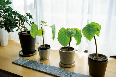 中古マンションをグリーンファーストでフルリノベ。「植物は一代で終わらせない」室内インテリア【mi*さん】（サムネイル画像18）