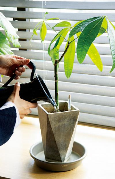 中古マンションをグリーンファーストでフルリノベ。「植物は一代で終わらせない」室内インテリア【mi*さん】（サムネイル画像14）