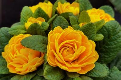 【ガーデニング】プリムラの花を次々に咲かせて、玄関先をカラフルに！（サムネイル画像2）