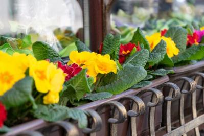 【ガーデニング】プリムラの花を次々に咲かせて、玄関先をカラフルに！（サムネイル画像11）