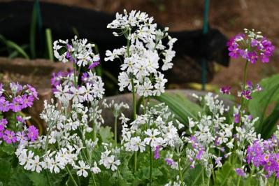 【ガーデニング】プリムラの花を次々に咲かせて、玄関先をカラフルに！（サムネイル画像8）