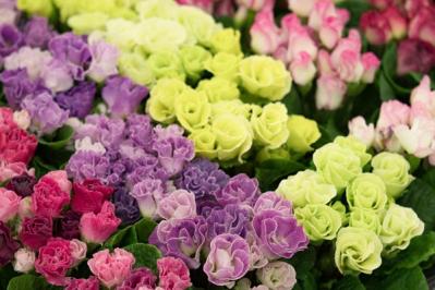 【ガーデニング】プリムラの花を次々に咲かせて、玄関先をカラフルに！（サムネイル画像3）