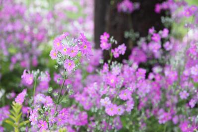 【ガーデニング】プリムラの花を次々に咲かせて、玄関先をカラフルに！（サムネイル画像5）