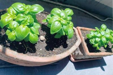 61歳【定年後の自分磨き】フリーアナウンサー吉崎典子さんの「失敗してもいいから、とりあえずやってみる！」（サムネイル画像11）