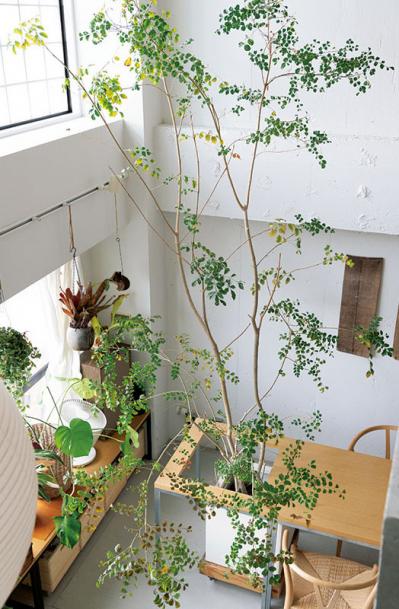 中古マンションだけど「森に住んでいる感じ！」部屋に大きな木のある【インテリア実例】（サムネイル画像4）