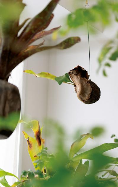 中古マンションだけど「森に住んでいる感じ！」部屋に大きな木のある【インテリア実例】（サムネイル画像7）