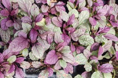 【ガーデニング】かわいい花も楽しめる「グラウンドカバー」8選。雑草も生えにくくなる！（サムネイル画像9）