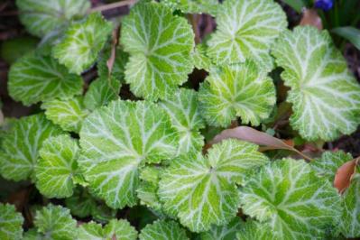 【ガーデニング】かわいい花も楽しめる「グラウンドカバー」8選。雑草も生えにくくなる！（サムネイル画像7）