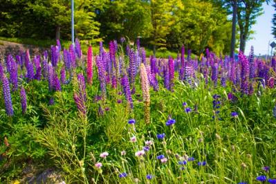 【ガーデニング】春に咲く青い花9選。草丈別に組み合わせよう！（サムネイル画像2）