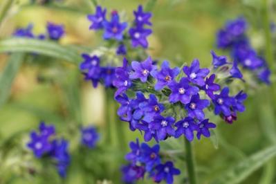 【ガーデニング】春に咲く青い花9選。草丈別に組み合わせよう！（サムネイル画像5）